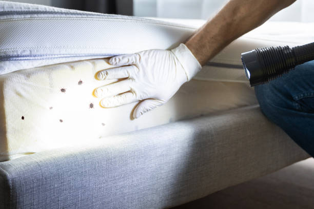 Pest Prevention Services in Sweetwater, TX