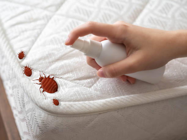 Best Local Pest Control Services  in Sweetwater, TX